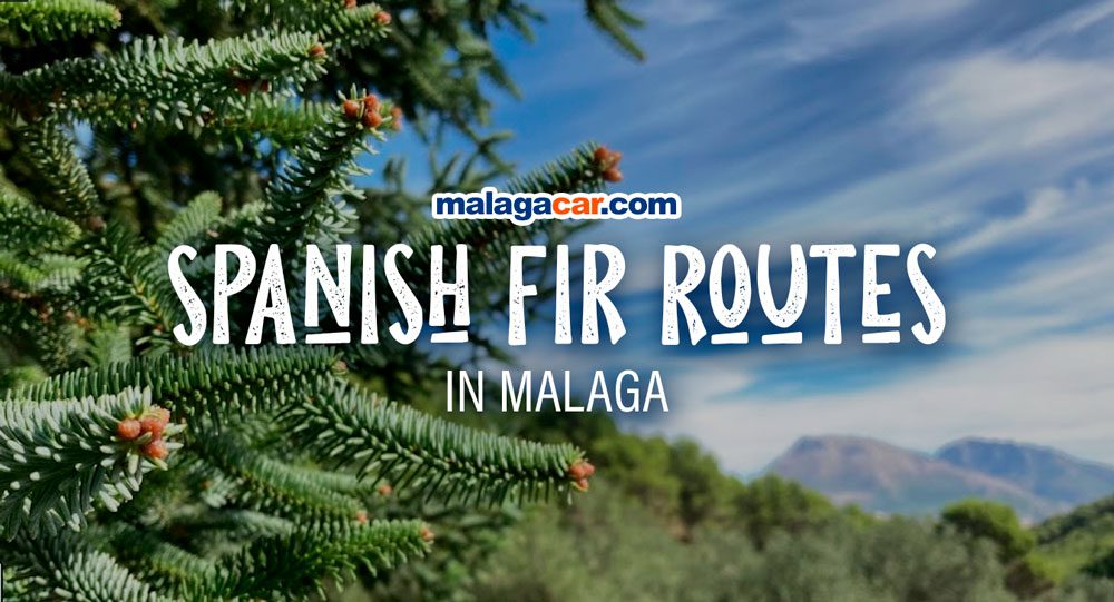 spanish fir forests malaga