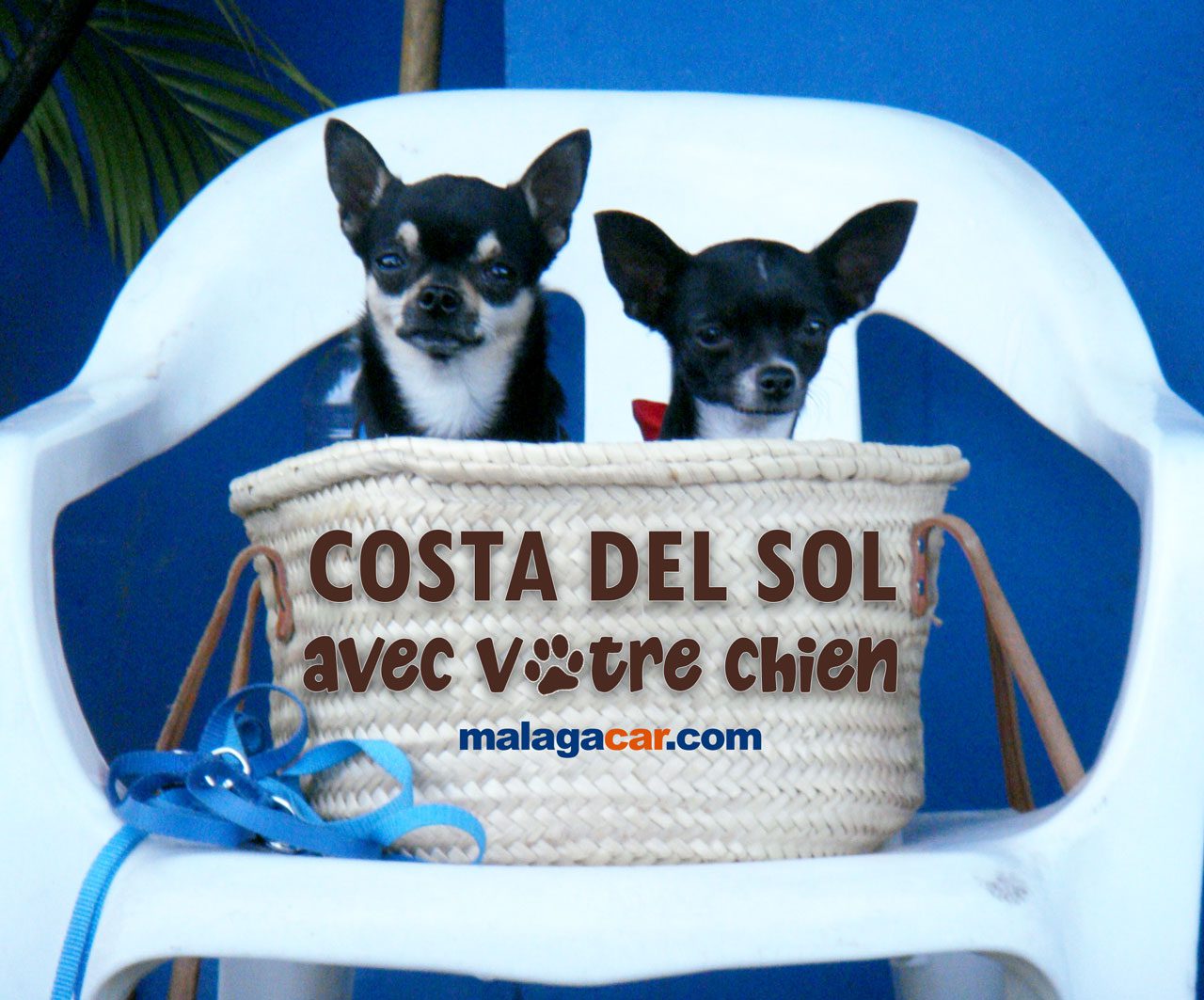 Costa del Sol avec chien
