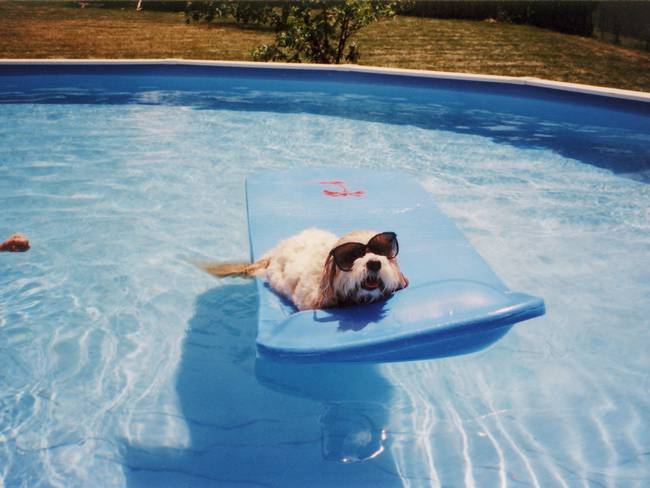 golpe calor perro